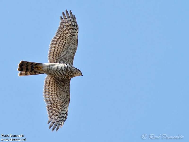 Eurasian Sparrowhawk female adult, identification, Flight