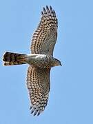 Eurasian Sparrowhawk