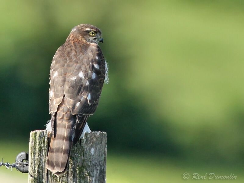 Épervier d'Europe mâle immature, identification