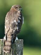 Eurasian Sparrowhawk