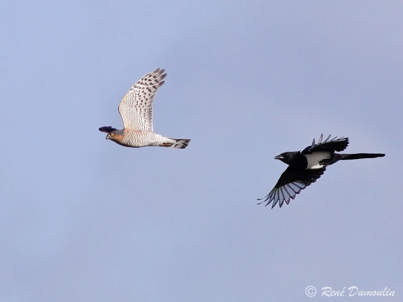 Eurasian Sparrowhawk male, Flight, Behaviour