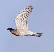 Eurasian Sparrowhawk