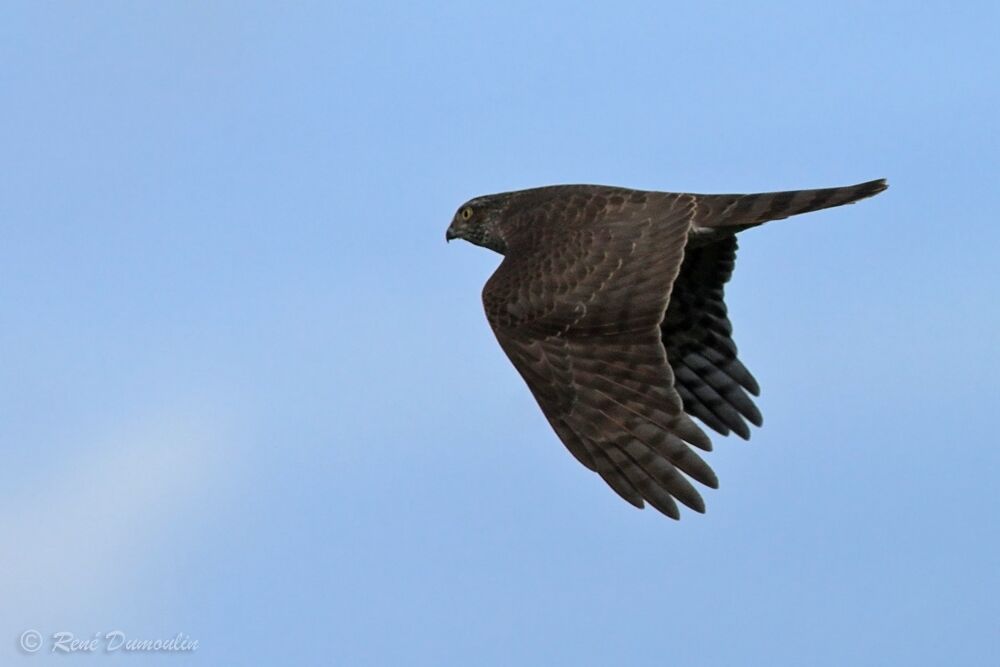 Eurasian Sparrowhawk male immature, Flight