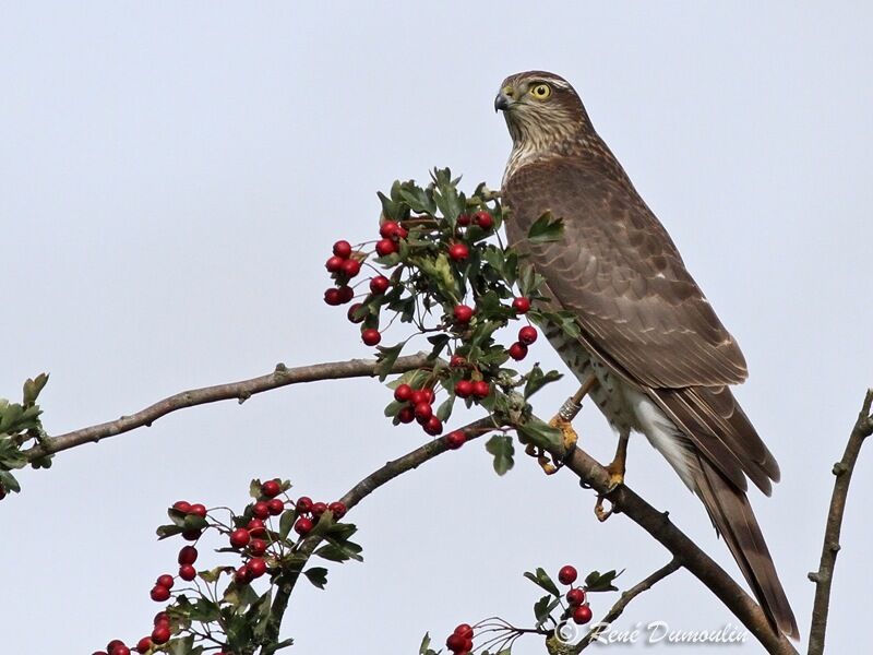 Eurasian Sparrowhawk female juvenile, identification