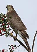 Eurasian Sparrowhawk