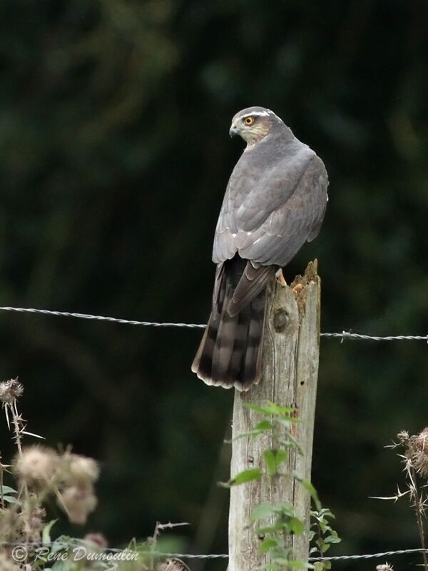 Eurasian Sparrowhawk male immature, identification