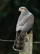 Eurasian Sparrowhawk