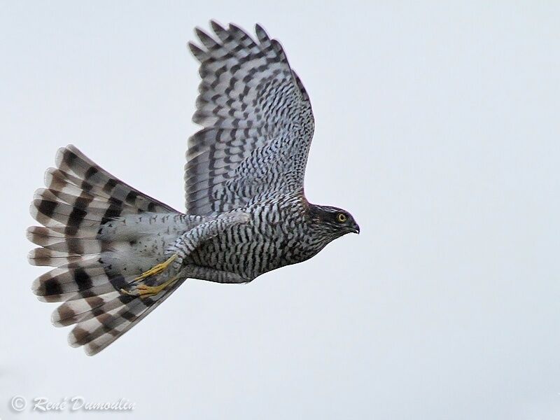 Eurasian Sparrowhawk female adult, Flight