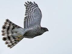 Eurasian Sparrowhawk