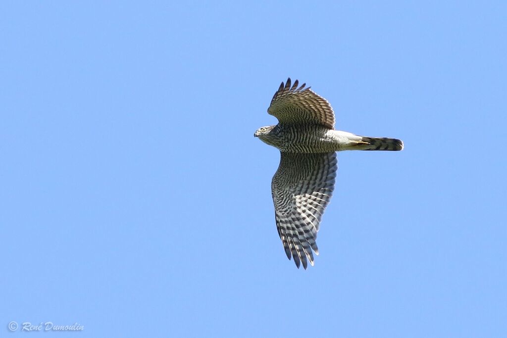 Eurasian Sparrowhawk female adult, Flight