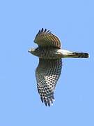 Eurasian Sparrowhawk