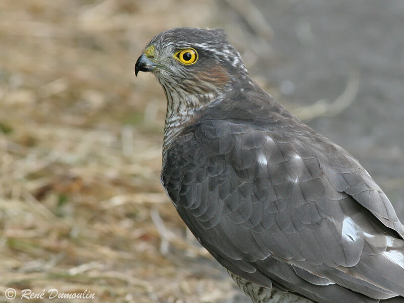 Épervier d'Europe femelle immature