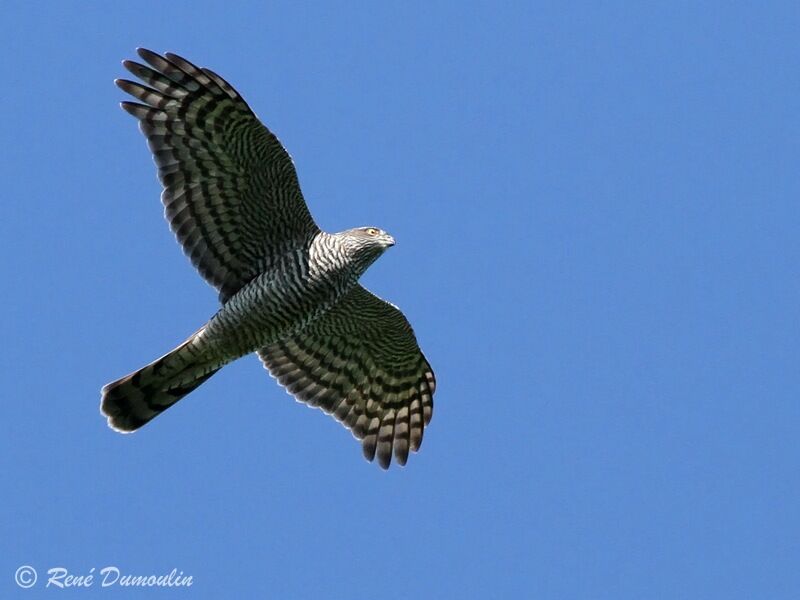 Eurasian Sparrowhawk female adult, Flight