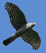 Eurasian Sparrowhawk