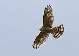 Eurasian Sparrowhawk