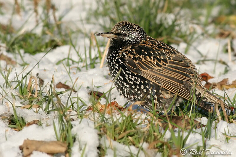 Common Starlingadult post breeding, identification, feeding habits