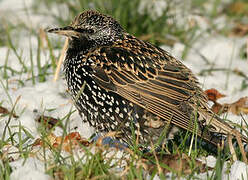 Common Starling