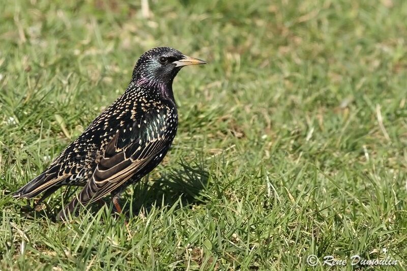 Common Starlingadult breeding, identification