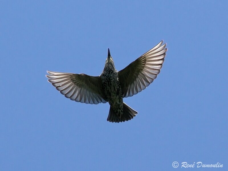 Common Starling, Flight