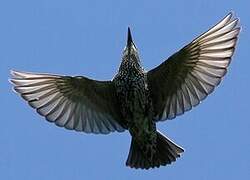 Common Starling