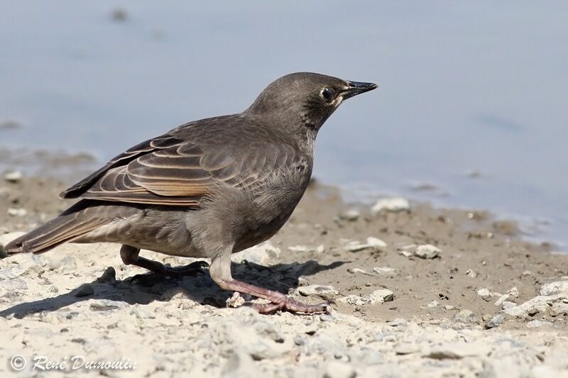 Étourneau sansonnetjuvénile, identification