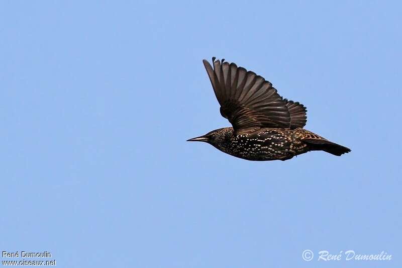 Common Starling, Flight