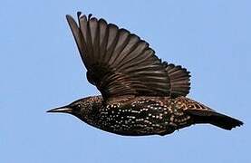 Common Starling