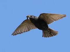 Common Starling