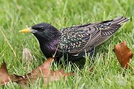 Common Starling