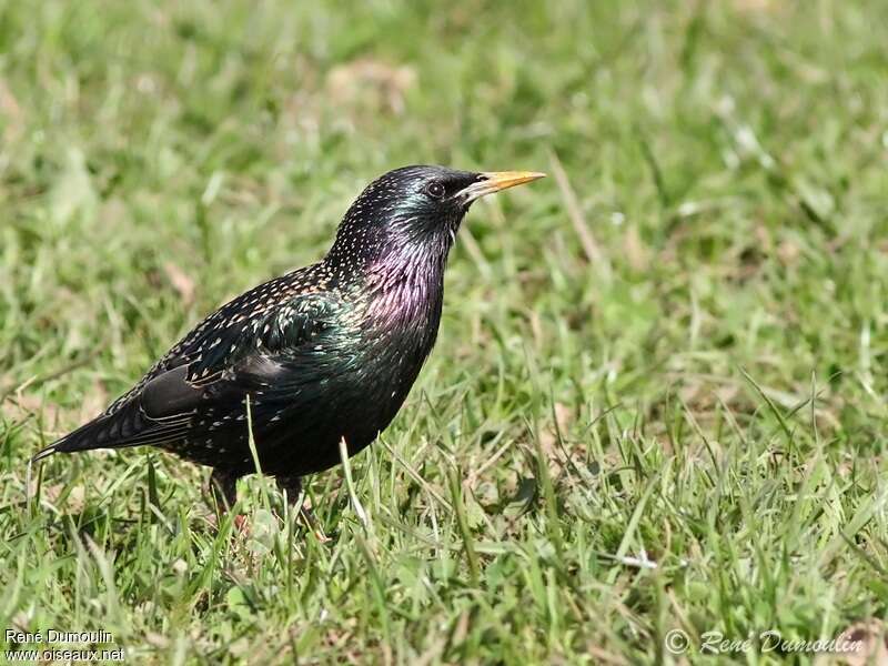 Common Starlingadult breeding, identification