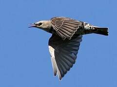 Common Starling