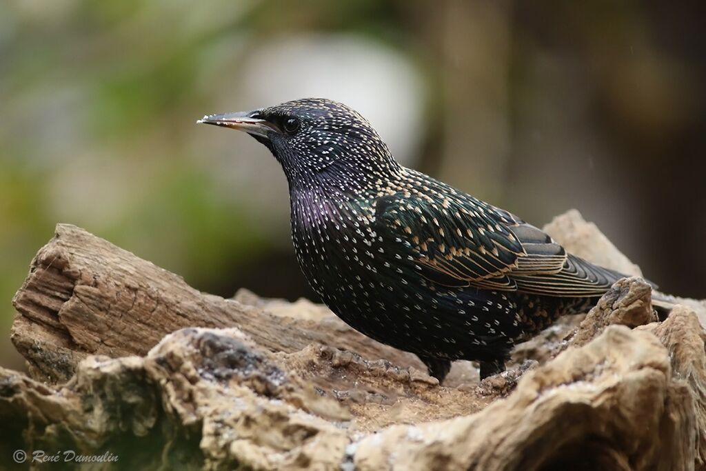 Étourneau sansonnetadulte nuptial, identification