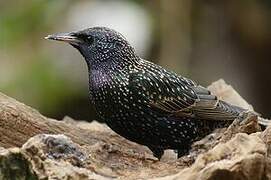 Common Starling