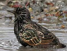 Common Starling