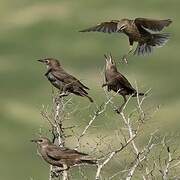 Common Starling