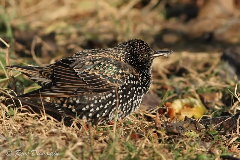 Étourneau sansonnetadulte transition, identification, mange