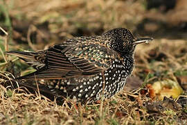 Common Starling