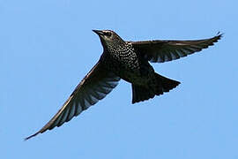 Common Starling