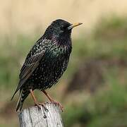 Common Starling