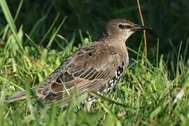 Common Starling