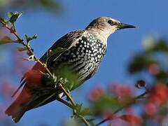 Common Starling