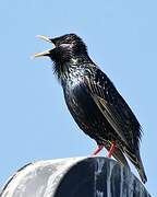 Common Starling