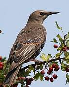 Common Starling