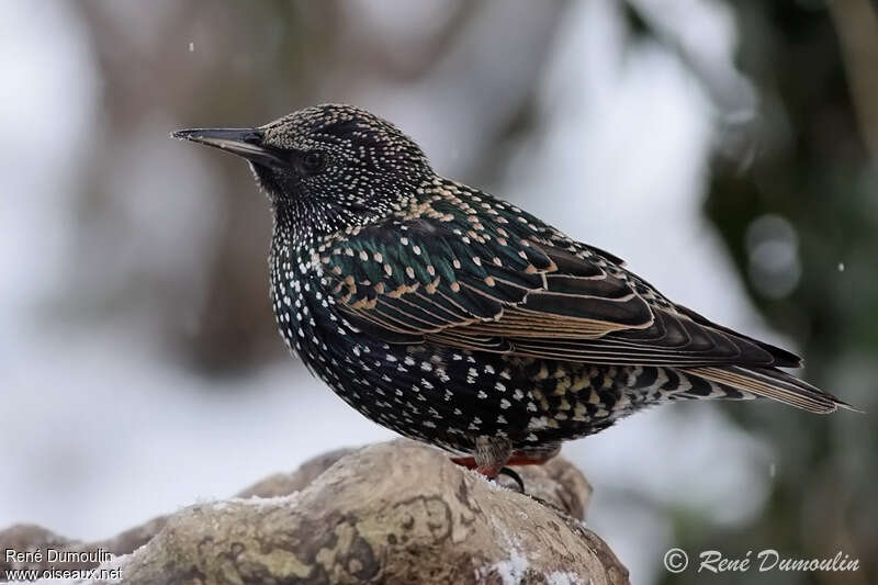 Common Starlingadult post breeding, identification