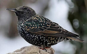 Common Starling