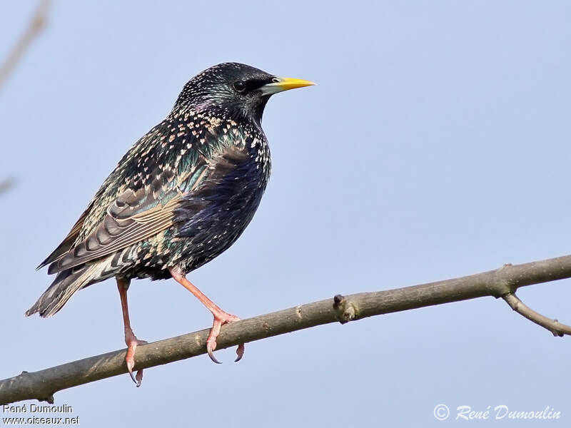 Common Starlingadult breeding, identification