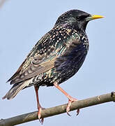 Common Starling