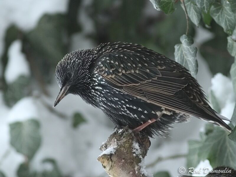 Common Starlingadult post breeding, identification