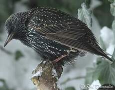 Common Starling