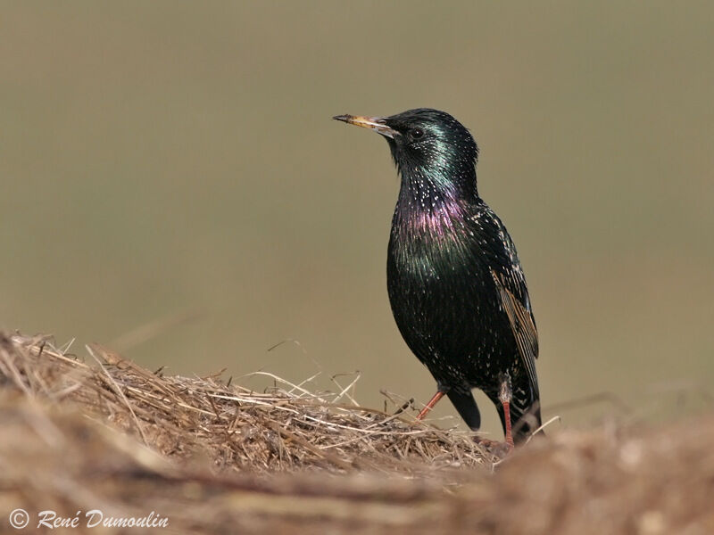 Common Starling male adult breeding